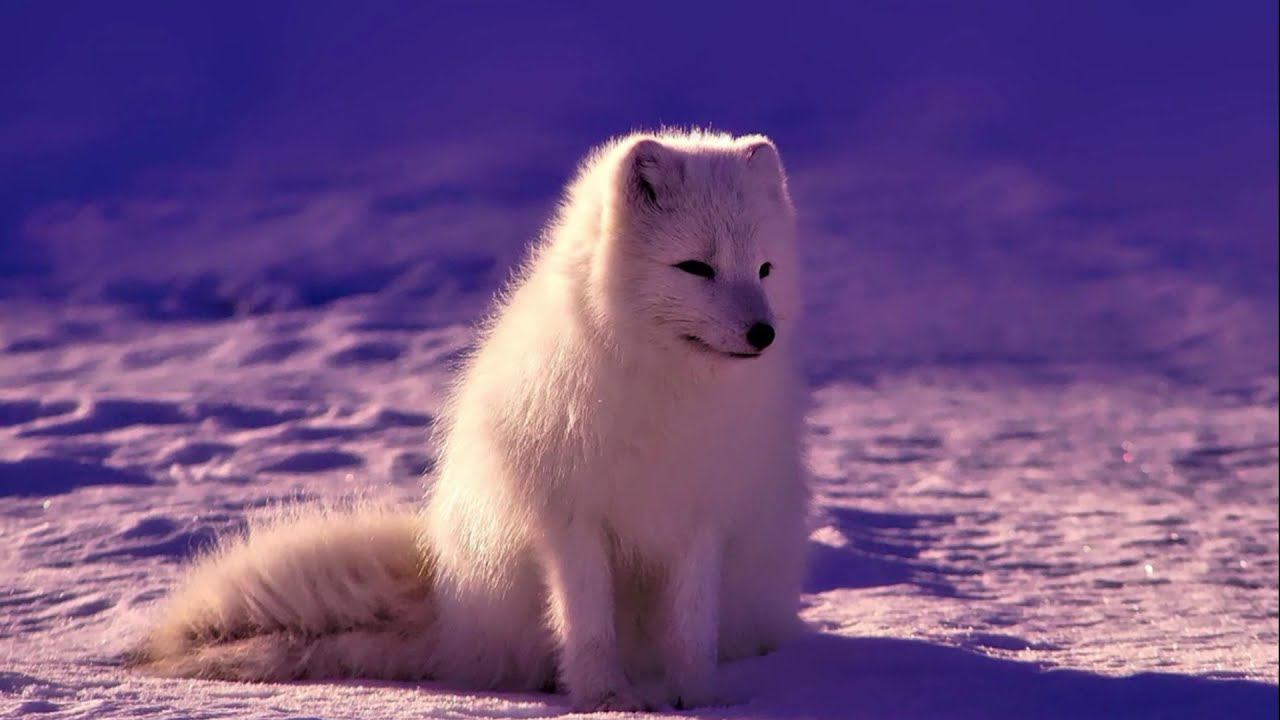 Юрий Заряднов - Гимн заполярного района (муз. Т.Левчаткиной, сл. О.Пашун, аранж. Э.Шигапова) смотреть онлайн