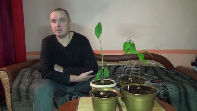 Уход за авокадо смотреть онлайн