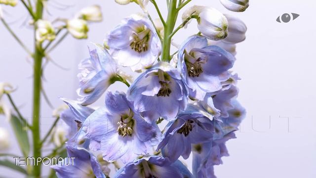 Timelapse Larkspur Flower Growing and Blooming Plant - Pflanzen Zeitraffer Rittersporn (Delphinium) смотреть онлайн