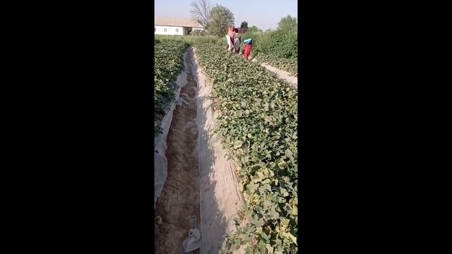 КОЛХОЗОБОД ХАНДАЛАК ЗУР ШУДАС ПАЛАК 1. 07. 2021 смотреть онлайн