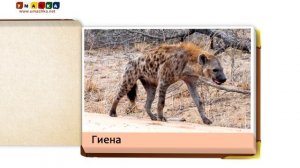 Карточки для малышей - Презентация "Обитатели саванны"