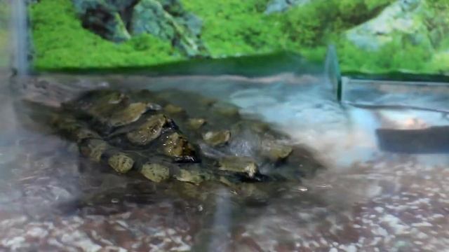 Как кормят хищных черепах. Черепаха-динозавр смотреть онлайн