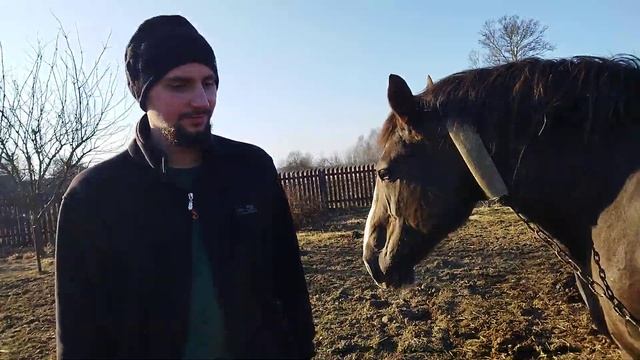 ЛОШАДИ/СУПЕР КОБЫЛЫ ЛИТОВСКИЙ ТЯЖЕЛОВОЗ/horses/super mare heavy truck смотреть онлайн