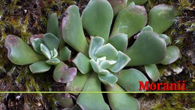 81 Sedum Plant Varieties With Names | Sedum Plant Types | Plant And Planting