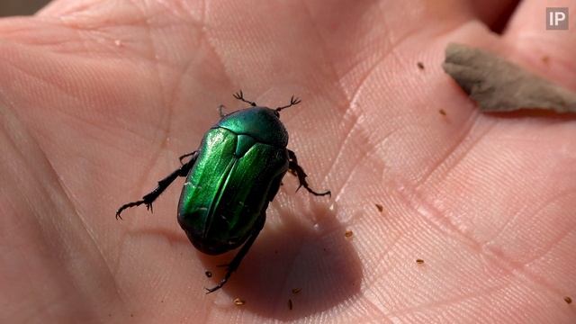 Rose Chaffer plays dead - Montallegro Italy - Cetonia aurata смотреть онлайн