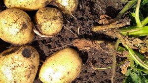 Сидераты. Их влияние на урожайность. Ошибки использования сидератов