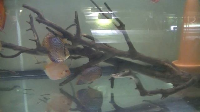 Работа с аквариумными рыбками на разводне.