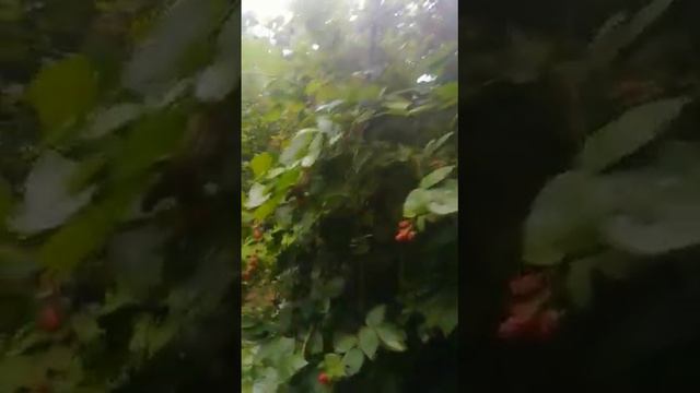 Ежевика тонфри