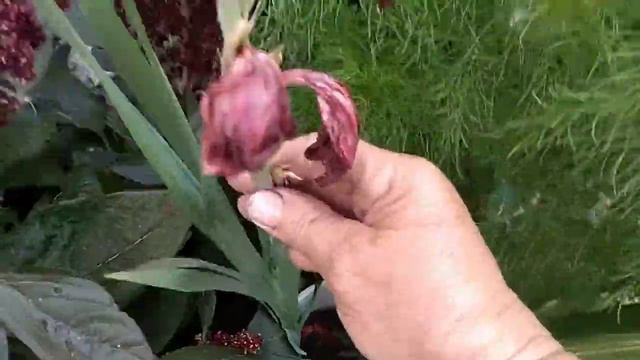 Зацвела хоста. Мои цветочки в саду. смотреть онлайн