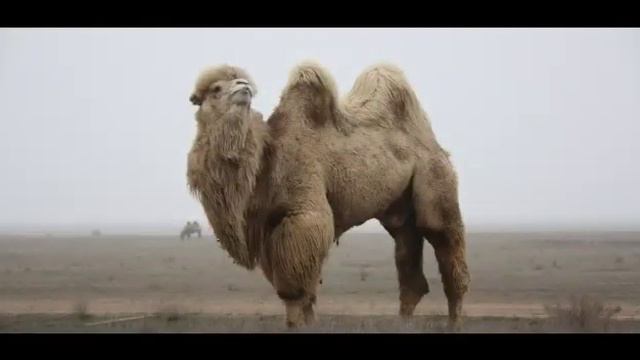 Джалал Абад Аламан Улак смотреть онлайн