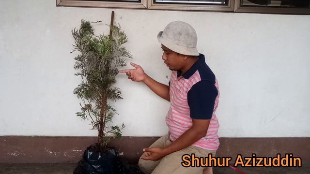 unboxing Grevillea flower tree смотреть онлайн