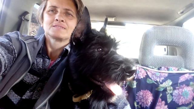 п-к Роман-Кош..Роман-Кош Учан-Су. Тучка. 4 мес. Приучение к машине смотреть онлайн