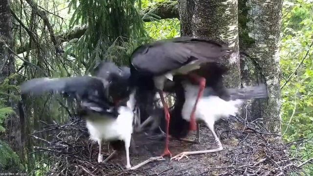 Must-toonekurg2:: feeding by black stork Jan 15.57 11.08.2021. смотреть онлайн