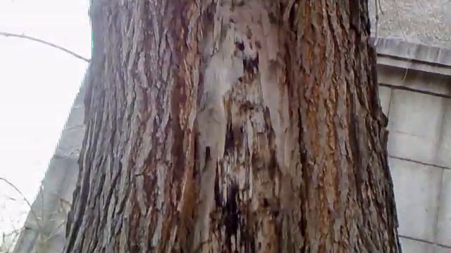 Необыкновенный ствол дерева с расщелиной смотреть онлайн