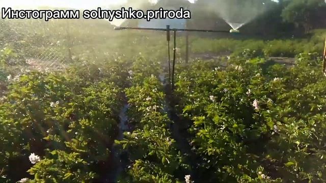 Полив картофеля. Снято 12.06.21. смотреть онлайн