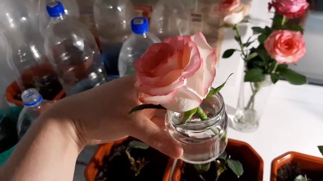 Черенки роз пророщенные в картофеле. Прошло 2,5 месяца... смотреть онлайн