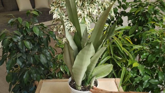 Сансевиерия Муншайн. Особенности сорта/формы роста/пересадка/правильный уход. смотреть онлайн