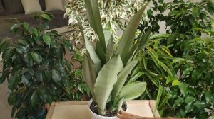 Сансевиерия Муншайн. Особенности сорта/формы роста/пересадка/правильный уход.