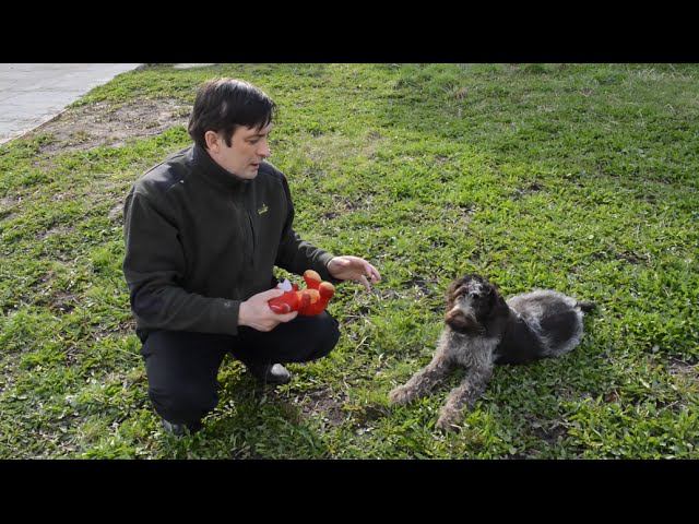 Некоторые полезные советы любителям собак породы дратхаар. Охотничья собака. Чем кормить дратхаара. смотреть онлайн