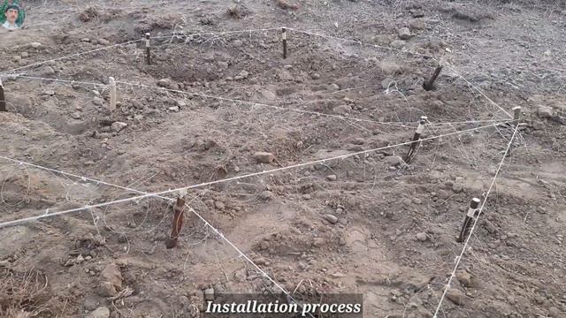 Teetar Trapping Using Net Jaal | Hunting Grey Francolin Pair | Classic Bird Trap Compilation смотреть онлайн