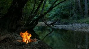 Почему груша не цветет и не плодоносит?