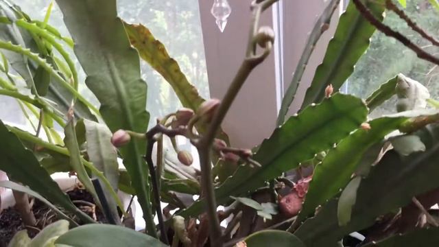 Вот так цветут цветочки у меня смотреть онлайн