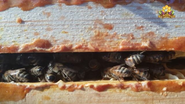 Начало зимовки, Бакфаст & Карника матки И О смотреть онлайн