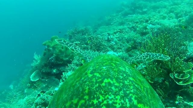 Sea turtle swims in the ocean смотреть онлайн