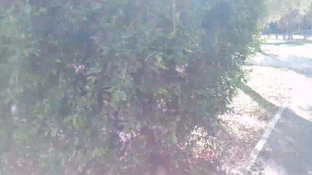 Хайфская "сирень" смотреть онлайн