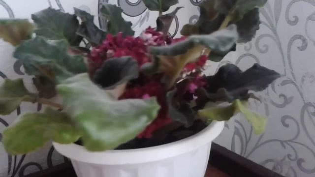 Цветок в горшке смотреть онлайн