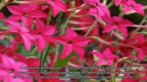 Душистый табак — выращивание цветка из семян