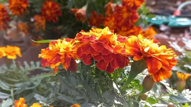 Удивительный мир цветов смотреть онлайн