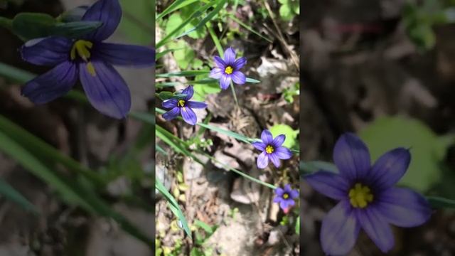 Mountain Blue-eyed Grass Wildflowers ~ Sisyrinchium montanum смотреть онлайн