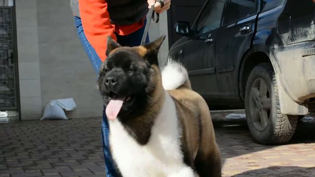 Продается девочка породы Американская акита. смотреть онлайн