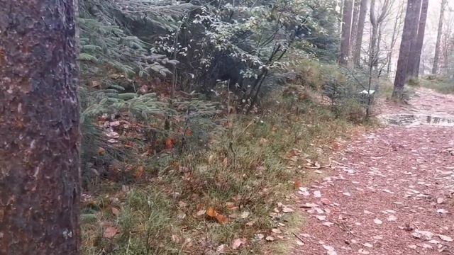 Рождественские обычаи Норвегии с древними корнями.Адвент-календарь#17 смотреть онлайн
