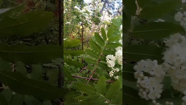 Рябина цветет смотреть онлайн