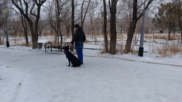 хождение рядом, Максим и Якут (лабрадор-ретривер) смотреть онлайн