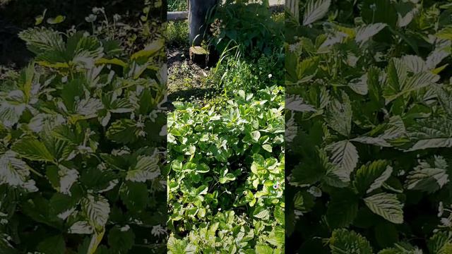 Земляника ремонтантная🍓