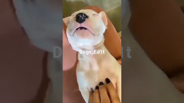 Эдит Аргентинский дог🖤🥵 смотреть онлайн