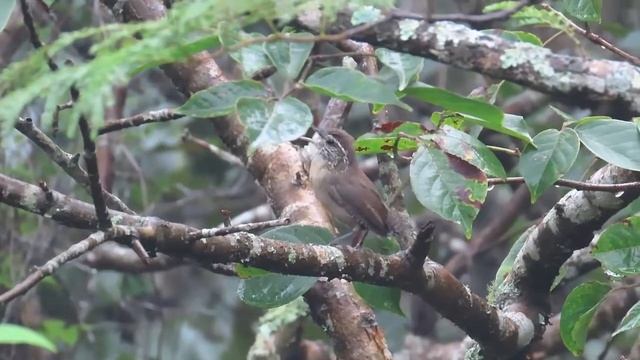 Carolina Wren (White-browed), Honduras, Canon Powershot SX70 HS (FHD 60fps) смотреть онлайн