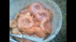 Основные съедобные грибы.