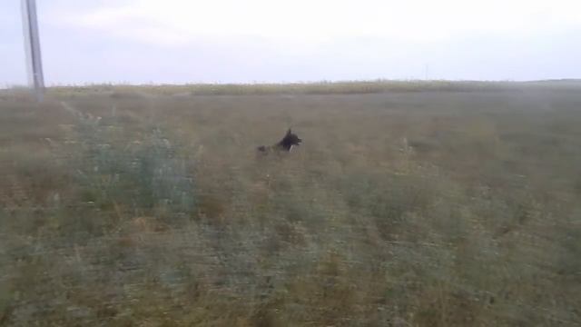 Работа дратхаара по коростелю - Охота на перепела смотреть онлайн
