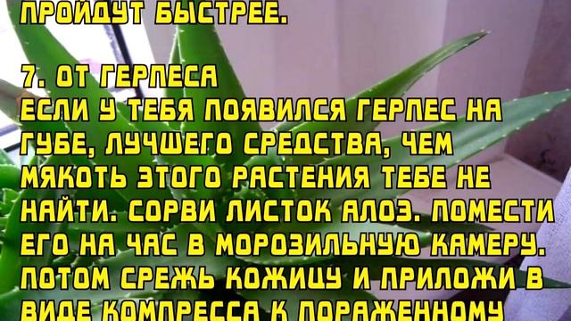 Аптечка на подоконнике 15 полезных свойств алоэ для здоровья и красоты смотреть онлайн