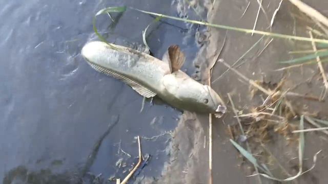 Змей-голова чуть не откусила руку