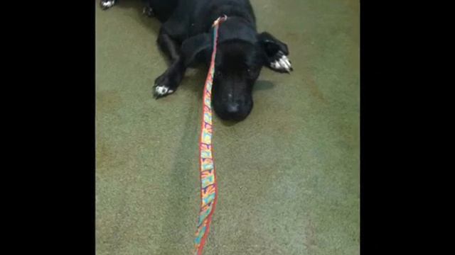 Собака замерла от страха после того, как ее бросили в приюте смотреть онлайн