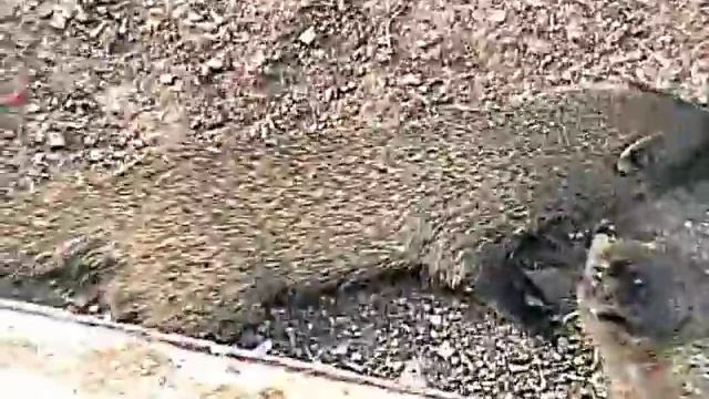 Мангусты в Хайфе=== The Israeli mongooses in Haifa смотреть онлайн