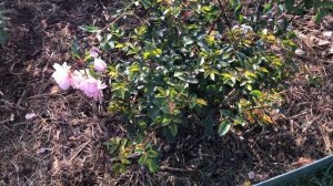 Роза Вайлдив Wildeve #роза #розовыйсад