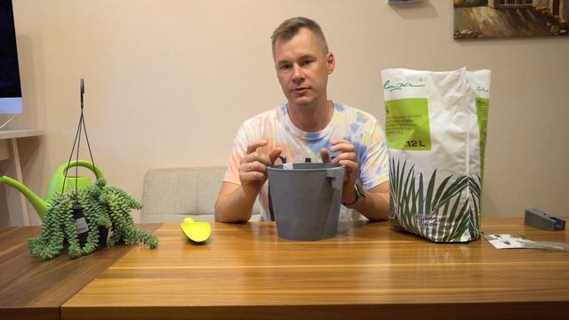 Очиток Моргана - пересаживаем суккулент Ослиный хвост