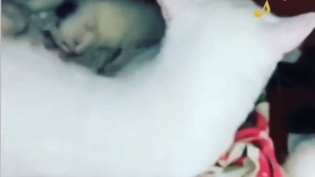 Слепой. История незрячего кота Тимоши