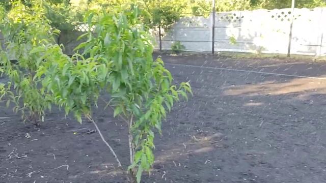 Работа автоматического полива. Статический дождеватель+форсунка ротатор (MP rotator). Флора-Дон. смотреть онлайн